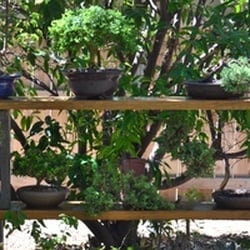 Bullseye Bonsai