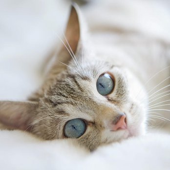 Paws Into Grace - Pet Cremation Services Near Me Paws Into Grace - Pet Cremation Services Near Me