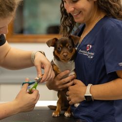 Rockdale Animal Hospital