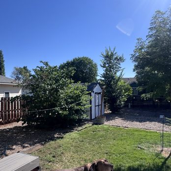 Diamond Tree Company - Before - Tree Services Near Me - Fort Collins, Colorado
