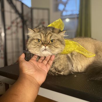 Sapphire Paw District - Persian cat in teddy bear trim - Pet Groomers Near Me Sapphire Paw District - Persian cat in teddy bear trim - Pet Groomers Near Me