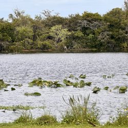 John Prince Park - Lily pads on the lake