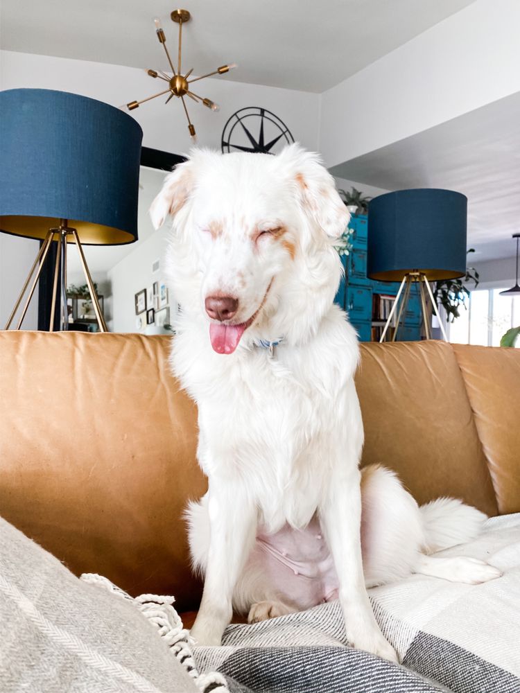 CAREALOT PET SUPPLY Updated October 2024 33 Photos & 51 Reviews