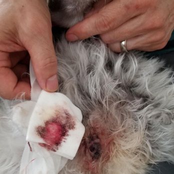 Bark 'N' Bean - Benign cyst was cut off probably intentional. Tandai said she didn't notice this until she was shampooing our old senior dog. Lies. - Pet Groomers Near Me - Annapolis, Maryland Bark 'N' Bean - Benign cyst was cut off probably intentional. Tandai said she didn't notice this until she was shampooing our old senior dog. Lies. - Pet Groomers Near Me - Annapolis, Maryland