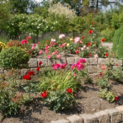 Rosarium Wilhelmshaven
