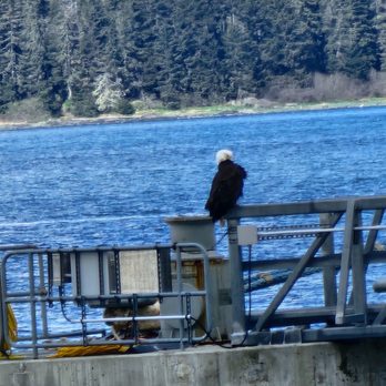 Icy Strait Point - An eagle sitting on the ship's mooring. - Travel Services Near Me - Hoonah, Alaska