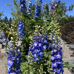 Peters Plants
