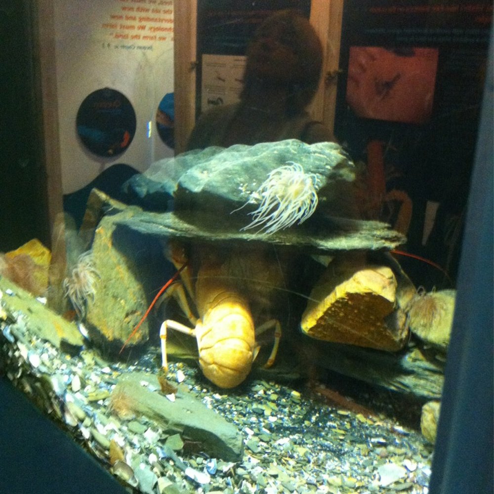 National Lobster Hatchery - Jaffa - the one in ten million lobster - Aquariums Near Me - Padstow, CON