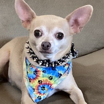 Head To Tail Dog Grooming - Teddy - Pet Groomers Near Me - Merced, California Head To Tail Dog Grooming - Teddy - Pet Groomers Near Me - Merced, California