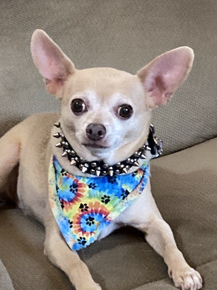 HEAD TO TAIL DOG GROOMING Updated October 2024 2521 Santa Fe Dr