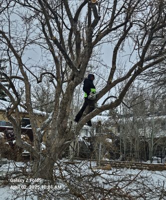 All-Star Tree Service & Landscaping