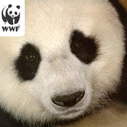 Umweltstiftung WWF-Deutschland