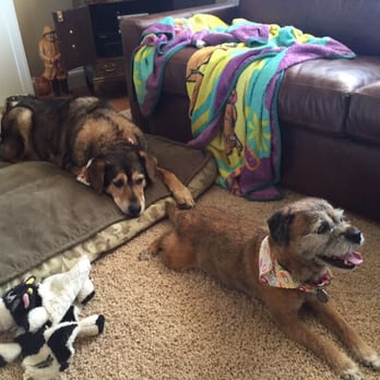 Barkley Square - Bandit & Roxie post-grooming - Pet Sitting Near Me - Falls Church, Virginia