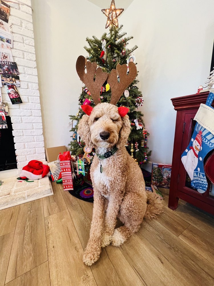 K9 KLIPPER Updated October 2024 155 Photos & 141 Reviews 5052