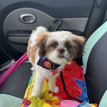 Yuppie Puppie - First haircut!! - Pet Boarding Near Me - Roselle, Illinois