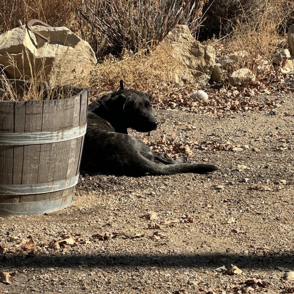 Kiamie Wine Cellars - Stella - vineyard dog - Wineries Near Me - Paso Robles, California