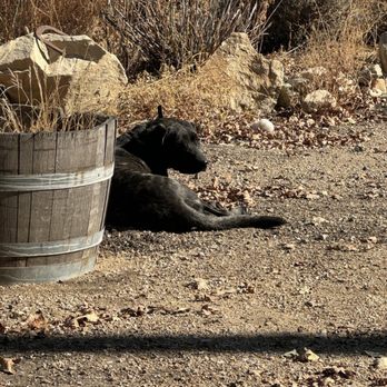 Kiamie Wine Cellars - Stella - vineyard dog - Wineries Near Me - Paso Robles, California Kiamie Wine Cellars - Stella - vineyard dog - Wineries Near Me - Paso Robles, California