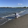 Photo of Carson Beach