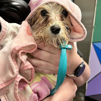 All Pet Grooming - Pet Groomers Near Me - Bountiful, Utah