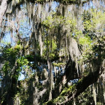 Alfred B  Maclay Gardens State Park - Parks Near Me - Tallahassee, Florida