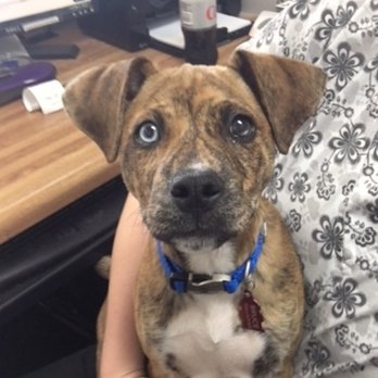 Prospect Veterinary Clinic - Veterinarians Near Me - Frederick, Maryland