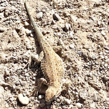 Arches National Park - Long-nosed leopard lizard - Parks Near Me Arches National Park - Long-nosed leopard lizard - Parks Near Me