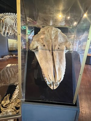 The Whale Museum by null