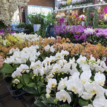 Flora Clay - Small or large, any color orchids - Florists Near Me - Los Angeles, California Flora Clay - Small or large, any color orchids - Florists Near Me - Los Angeles, California