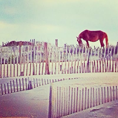 Corolla Wild Horse Fund by null