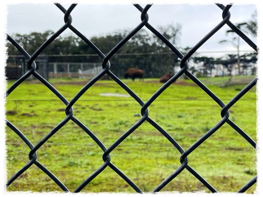 Bison Paddock by null