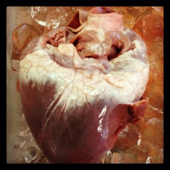 Mission Science Workshop - exploration with animals organs - Special Education Near Me - San Francisco, California