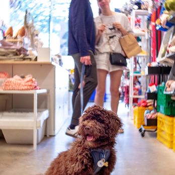DOG & CO - Updated July 2025 - 80 Photos & 36 Reviews - 555