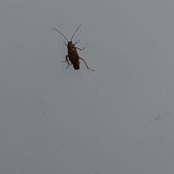 A-American Self Storage - Roach infestation - Self Storage Near Me - Hemet, California