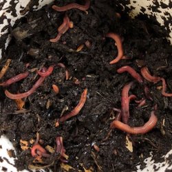 The Eugene Backyard Farmer - Worms for healthy soil