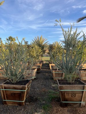 TOP 10 BEST Cactus Nursery in Chino, CA - Updated 2026 - Yelp
