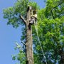 Photo of Axe Tree Service/ Axe Sustainable Woodcraft