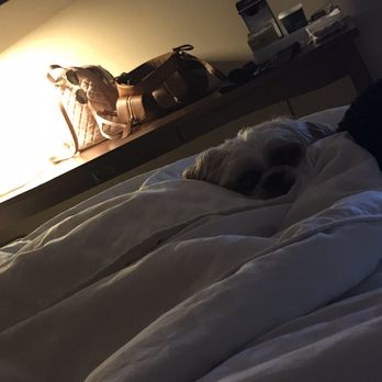 Four Points by Sheraton Meriden - My dog enjoyed her stay though - Hotels Near Me - Meriden, Connecticut