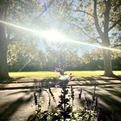 Curtis Park - Morning walk!