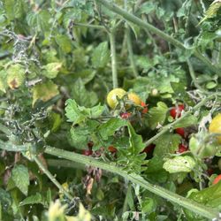 The Homestead Farm at Fruit Hill Orchard - Tiny tomatoes