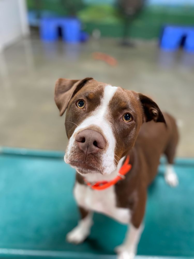 RIVERWALK PET RESORT 572 Photos & 139 Reviews 12111 Severn Way