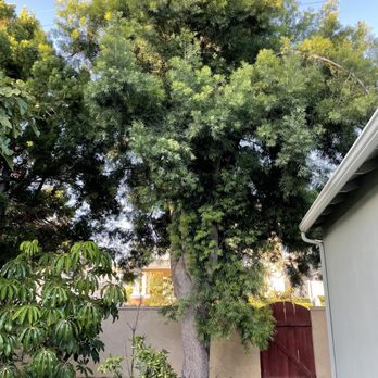 AMDM Tree Service - Back tree #1 - Landscaping Near Me - Anaheim, California AMDM Tree Service - Back tree #1 - Landscaping Near Me - Anaheim, California