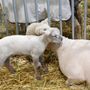 Photo of Fryeburg Fair