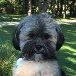 Suds & Scissors - Bogi, grooming by Suds and Scissors