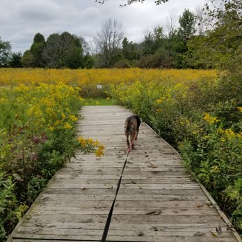 Tendrick Nature Park - Love this part, you come around a corner and are greeted by a lush yellow field. - Parks Near Me - Saukville, Wisconsin