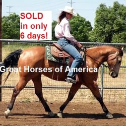 Great Horses of America