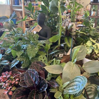 The Meadow - Look at these gorgeous houseplants. - Yoga Near Me - Placerville, California