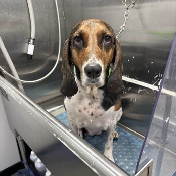 Barkbus Mobile Dog Grooming - Pet Groomers Near Me