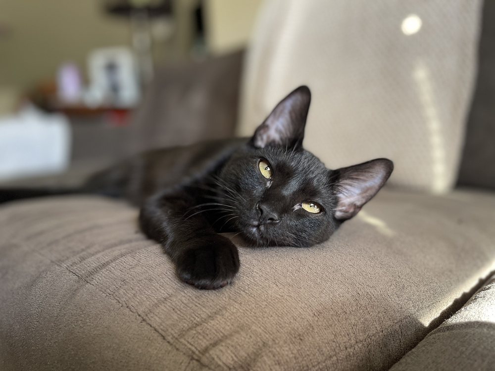 LAST HOPE ANIMAL RESCUE Updated October 2024 38 Photos & 45 Reviews