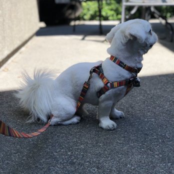 Doggy Details - Pet Groomers Near Me Doggy Details - Pet Groomers Near Me