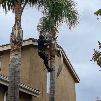 Jesus Higuera Tree Service - During - Tree Services Near Me Jesus Higuera Tree Service - During - Tree Services Near Me